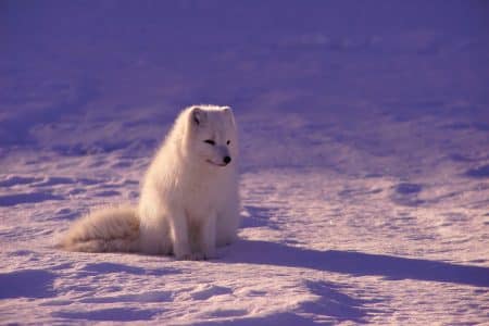 La moitié des espèces animales et végétales condamnée à disparaître d’ici 2080 espèces