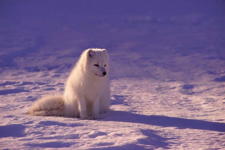 La moitié des espèces animales et végétales condamnée à disparaître d’ici 2080