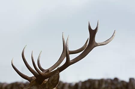 Canada : le caribou est devenu une espèce en voie de disparition caribou