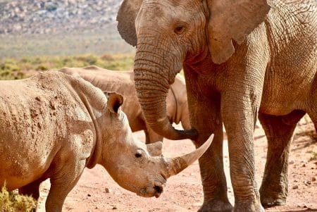 Gabon : les éléphants seront équipés de GPS pour lutter contre le braconnage gabon