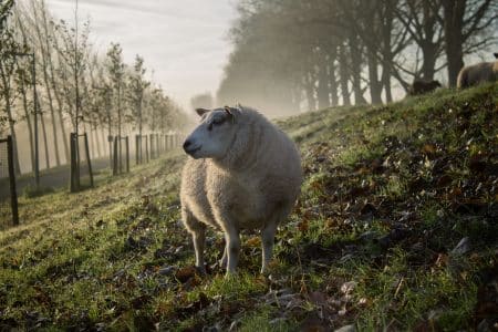 Une compétition entre les universités américaines pour développer la laine vegan laine