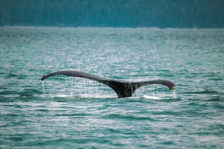 Norvège : le pays augmente les quotas pour relancer la pêche à la baleine