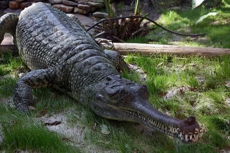 Zoological Society of London : une centaine d’espèces ajoutées à la liste des reptiles menacés reptiles