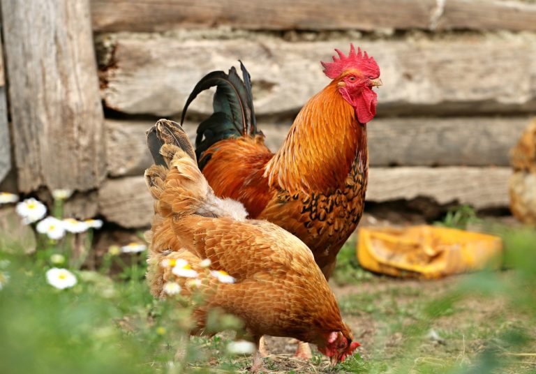 Chine : des poules utilisées dans les fermes pour remplacer les pesticides