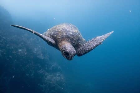 Sea Shepherd