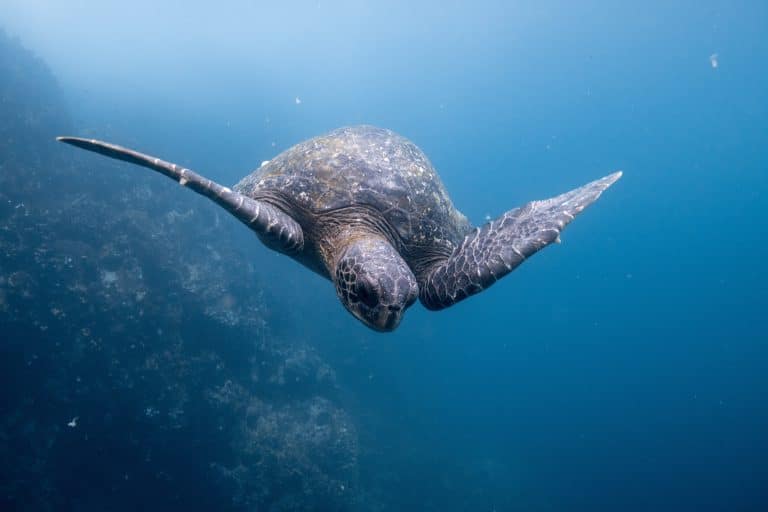 La dernière campagne de Sea Shepherd dénonce la pollution plastique dans les océans