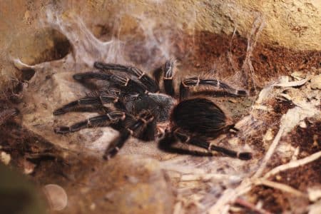 Les tarentules sont victimes du tourisme et des gastronomes tarentules
