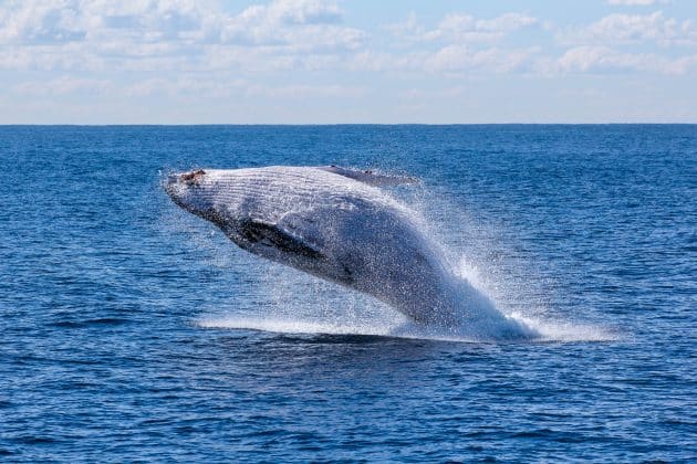 La chasse à la baleine de nouveau ouverte en Islande islande