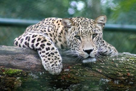En Bolivie, les jaguars sont braconnés pour leurs canines jaguars