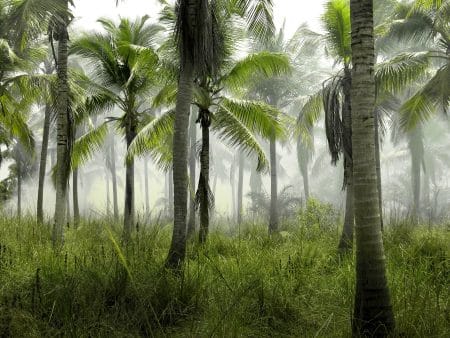 Les tourbières congolaises au secours de l’environnement tourbières