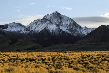 Le réchauffement climatique favorise l’apparition de plantes inédites sur les montagnes montagnes