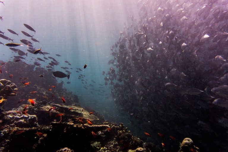 30 % des coraux de la Grande Barrière de corail sont morts en 2016