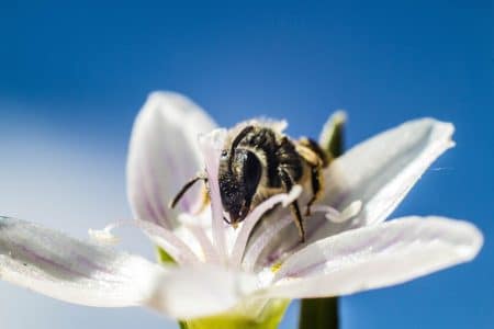 Au Canada, les abeilles protègent les cultures abeilles