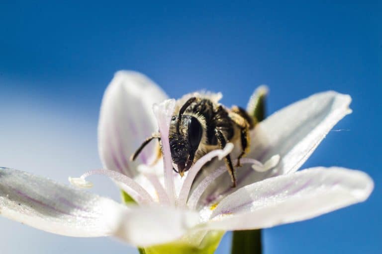 Au Canada, les abeilles protègent les cultures