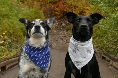 chiens