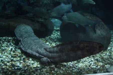 salamandre