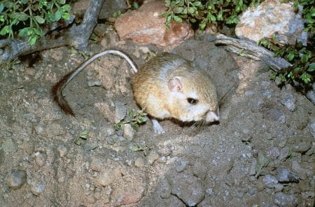 rat kangourou