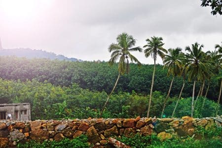 L’État autorise l’importation de 300 000 tonnes d’huile de palme par an 300 000 tonnes