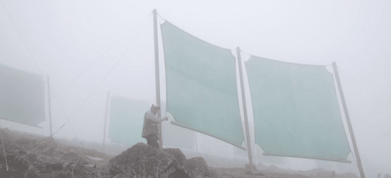 Au Maroc, le filet CloudFisher transforme le brouillard en eau potable pour les populations