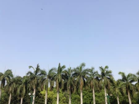 palme