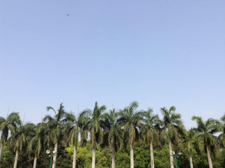 Un site de production d’huile de palme découvert en Indonésie