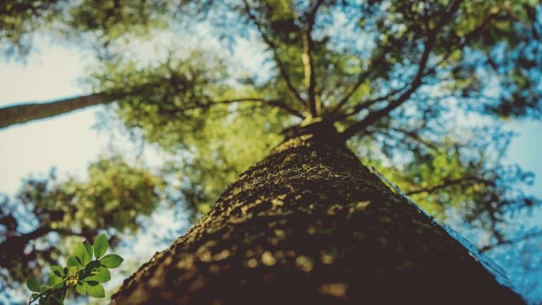 Une étude révèle que les arbres ont un « battement de cœur »