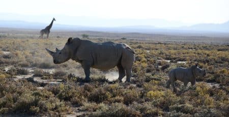 rhinocéros noirs 
