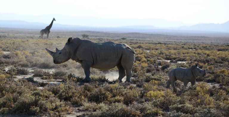 Six rhinocéros noirs ont été libérés dans une réserve du Tchad