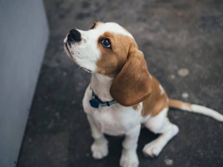 Le Japon n&rsquo;utilisera plus de chiens pour tester les produits toxiques