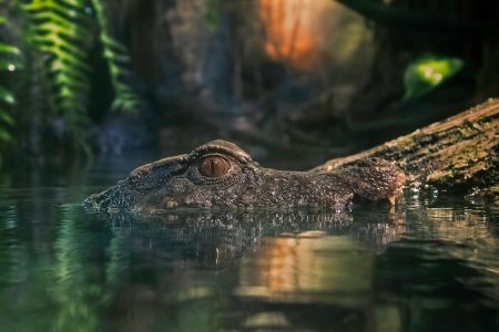 crocodiles