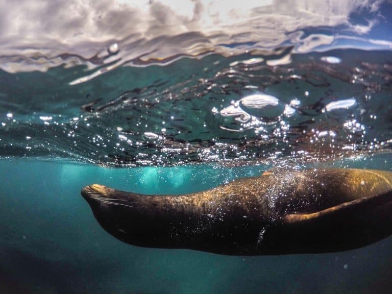 Les espèces endémiques des îles Galápagos sont en grand danger