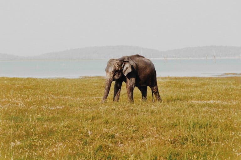 Le trafic de peaux d’éléphants s’accroît en Asie