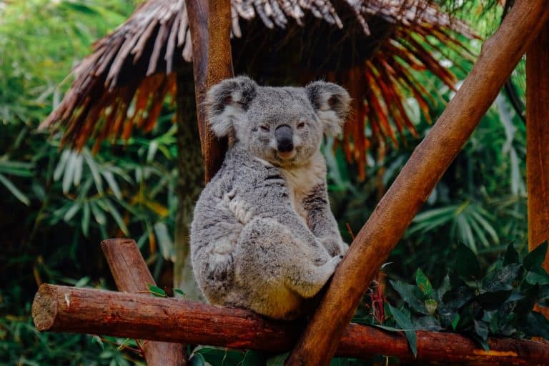L&rsquo;Australie lance un programme de sauvegarde pour les koalas