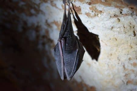 Le virus Nipah a causé la mort de plus de dix personnes en Inde Nipah