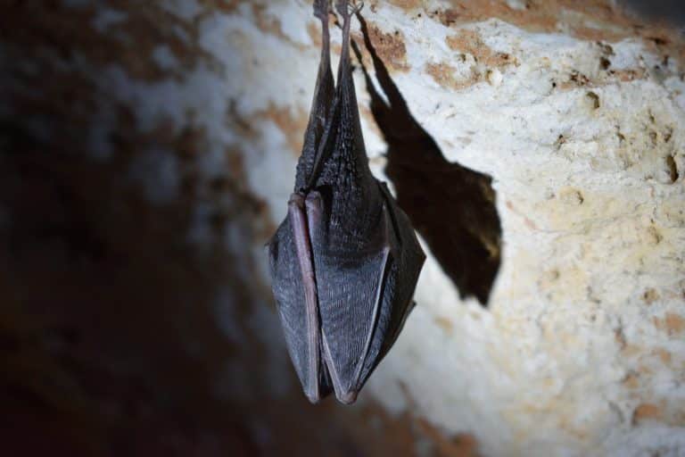Le virus Nipah a causé la mort de plus de dix personnes en Inde