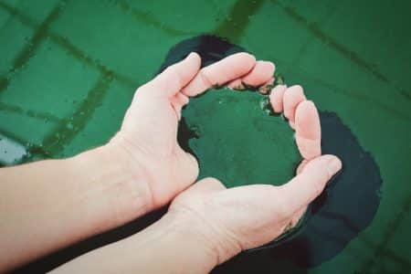 La spiruline, un des meilleurs compléments alimentaires ? spiruline