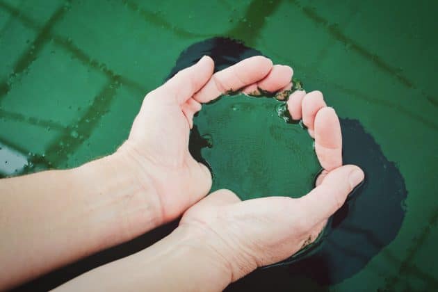 La spiruline, un des meilleurs compléments alimentaires ? spiruline