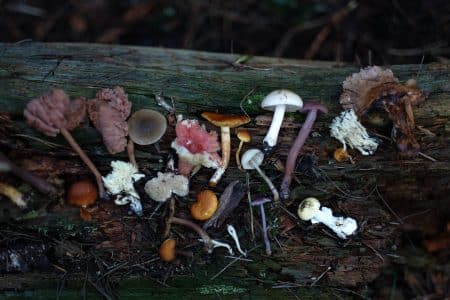 champignons