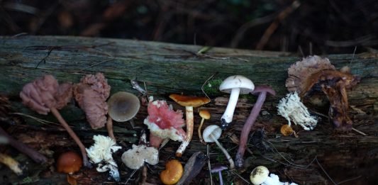 champignons