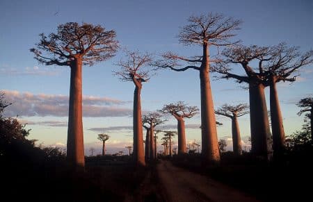 Mort des plus vieux baobabs d’Afrique : les chercheurs alertent Baobabs
