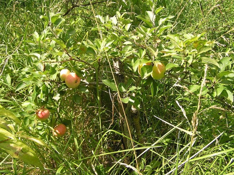 Des pommiers en cordon horizontal pour encadrer son potager !