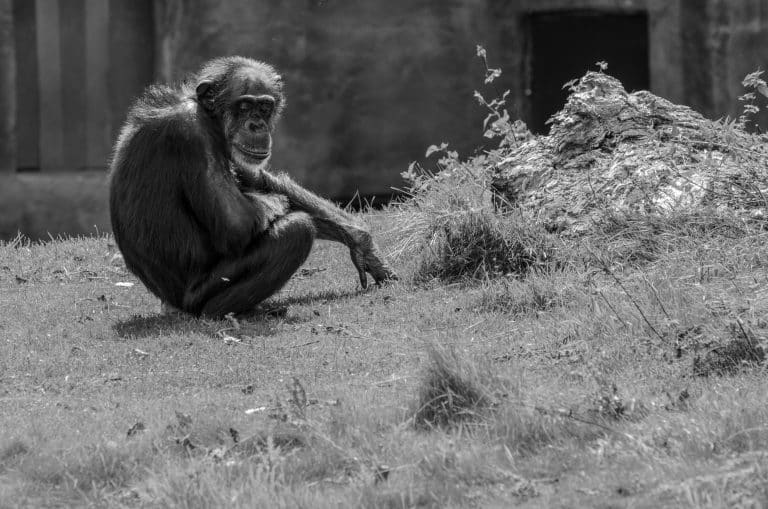 Une application utilise la reconnaissance faciale pour identifier les primates en danger