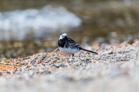 L’usage outrancier des pesticides menace 180 000 espèces animales espèces