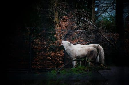 Un refuge offre une seconde vie aux loups et aux ours maltraités par les humains refuge
