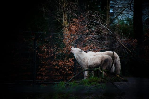 Un refuge offre une seconde vie aux loups et aux ours maltraités par les humains refuge