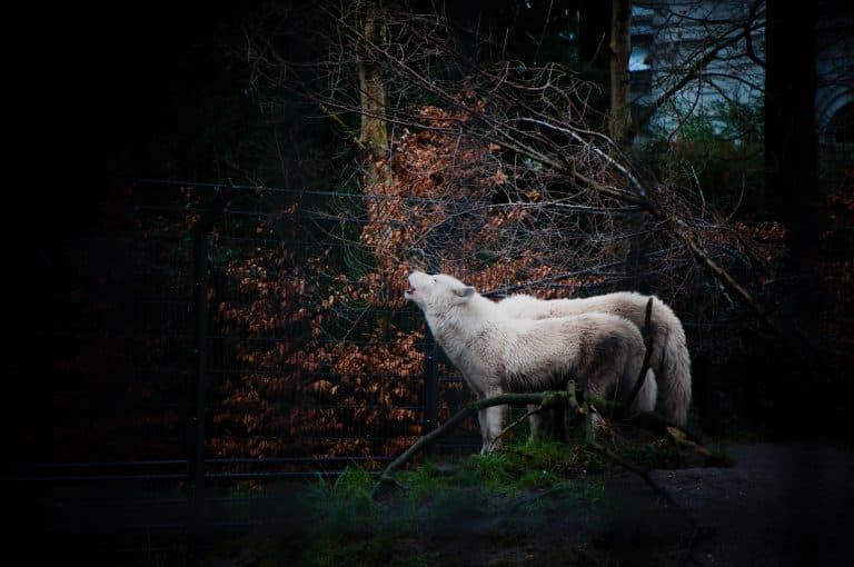 Un refuge offre une seconde vie aux loups et aux ours maltraités par les humains