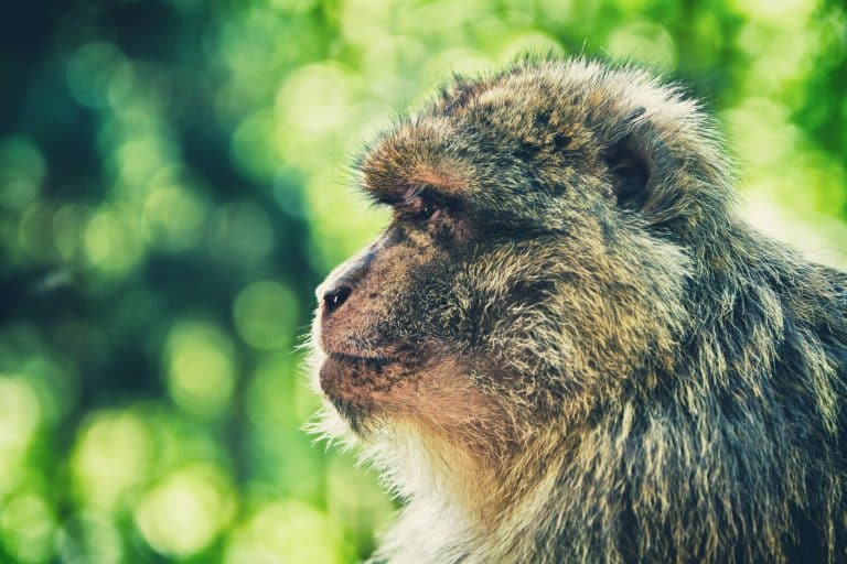 Les initiatives se multiplient pour sauver les espèces de singes en Indonésie