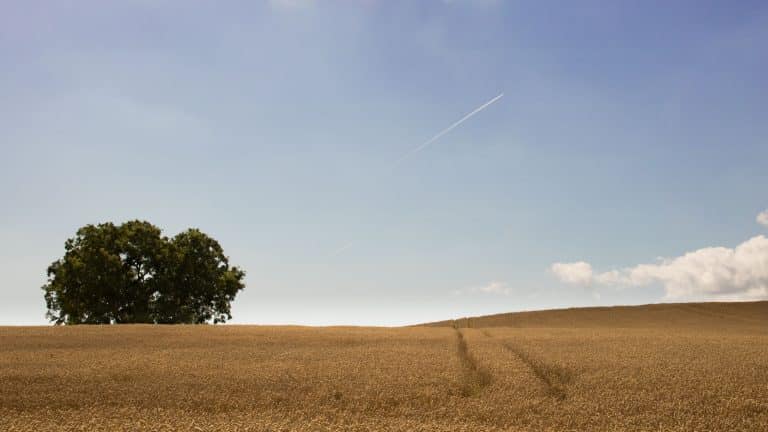 Les légumes vont se raréfier en raison du changement climatique