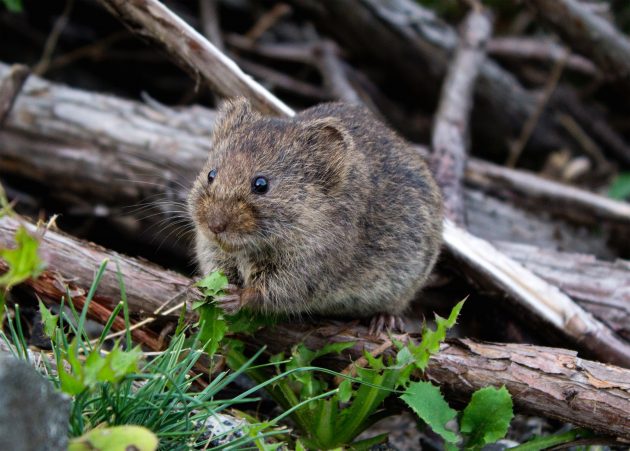« Maladie du rat » : la leptospirose gagne du terrain leptospirose