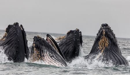 Chasse à la baleine : le Japon souhaite l’ouvrir à nouveau baleine